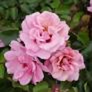 ANGEL EYES (floribunda)